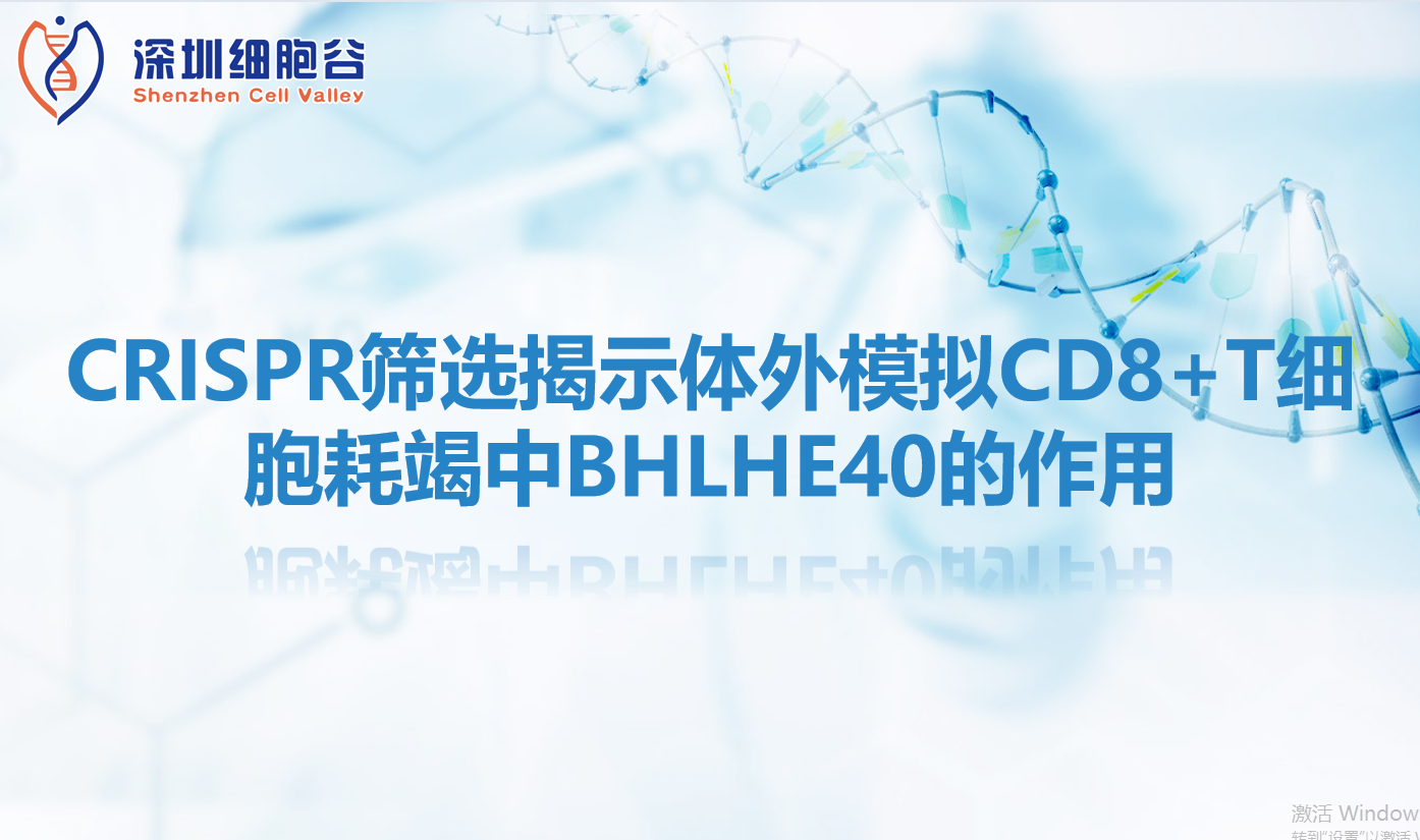 文献分享|CRISPR筛选揭示体外模拟CD8+T细胞耗竭中BHLHE40的作用